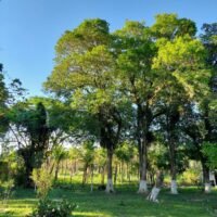 clinica-espaco-natureza-img (1)