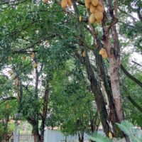 clinica-espaco-natureza-img (19)