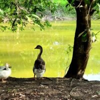 clinica-espaco-natureza-img (6)